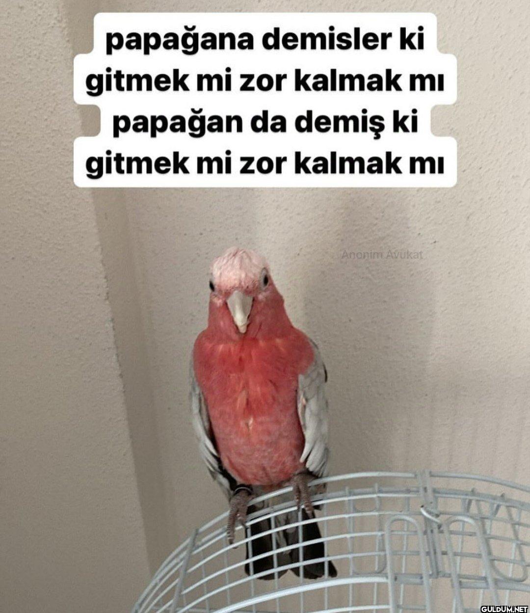 papağana demisler ki...