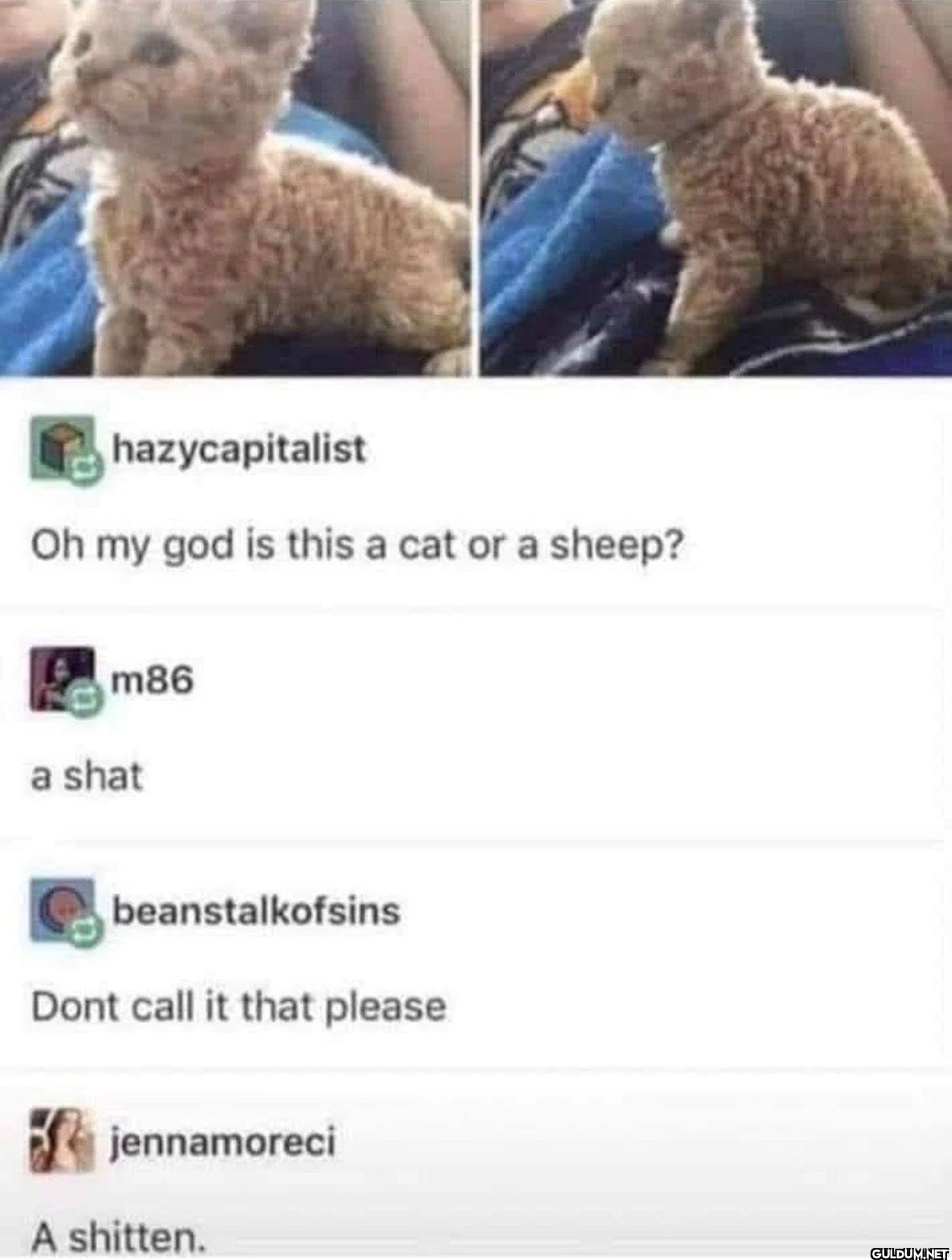hazycapitalist Oh my god...