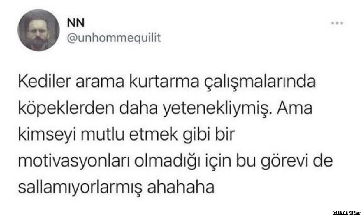 Kediler arama kurtarma...
