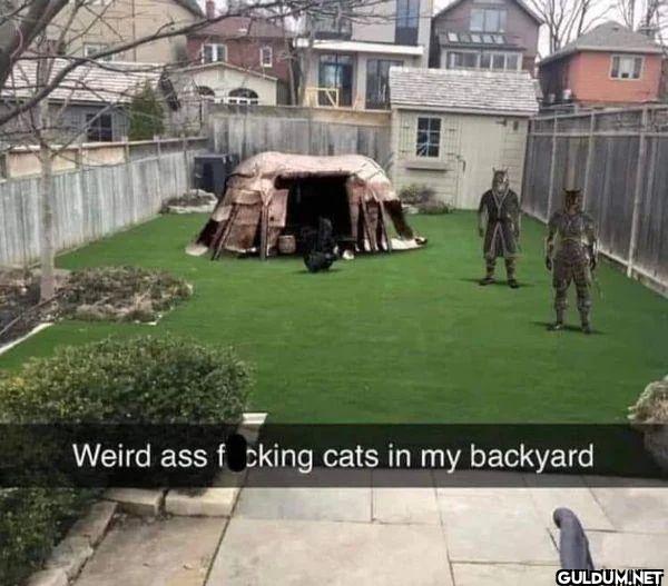 Weird ass f cking cats in...