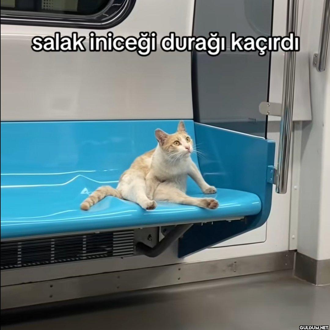 salak iniceği durağı kaçırdı