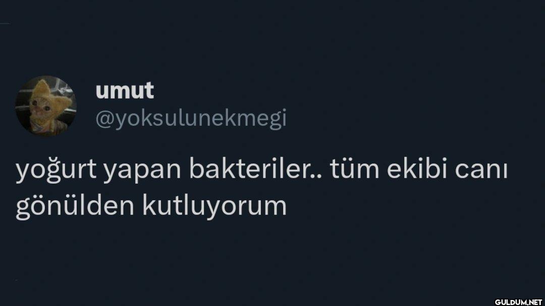 yoğurt yapan bakteriler.....