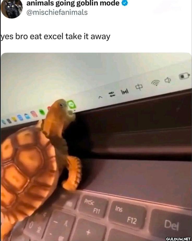 yes bro eat excel take it away