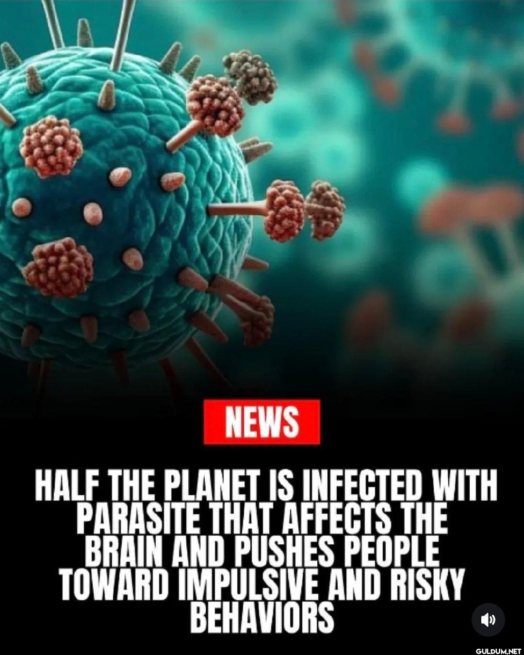 A cat parasite that can...
