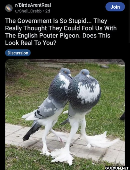 r/Birds ArentReal Join...