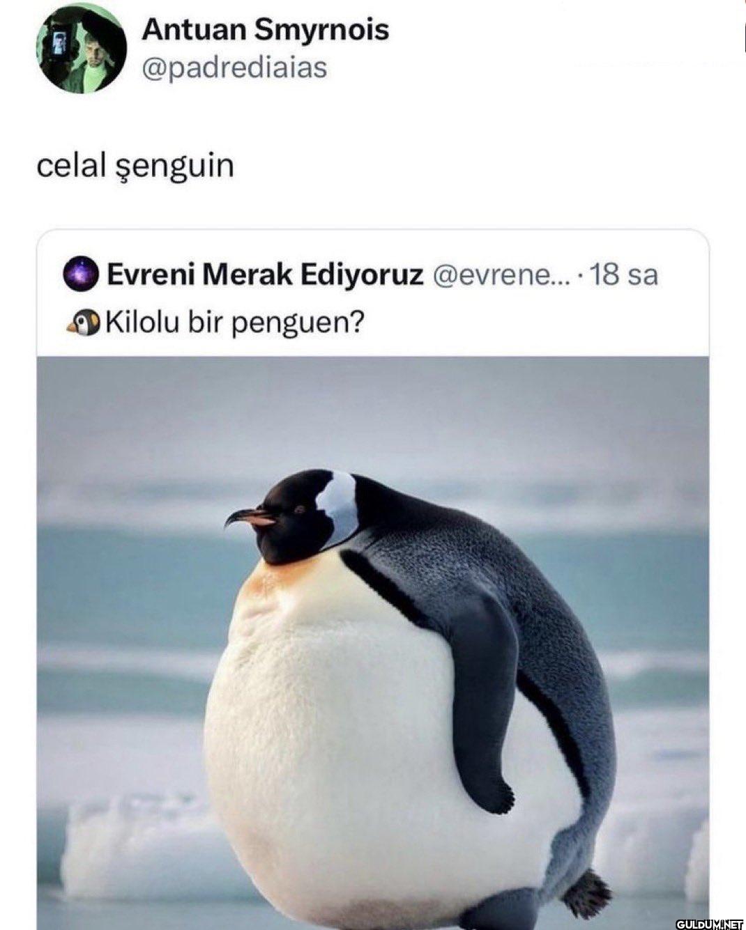 celal şenguin Evreni Merak...