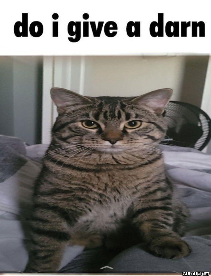 do i give a darn