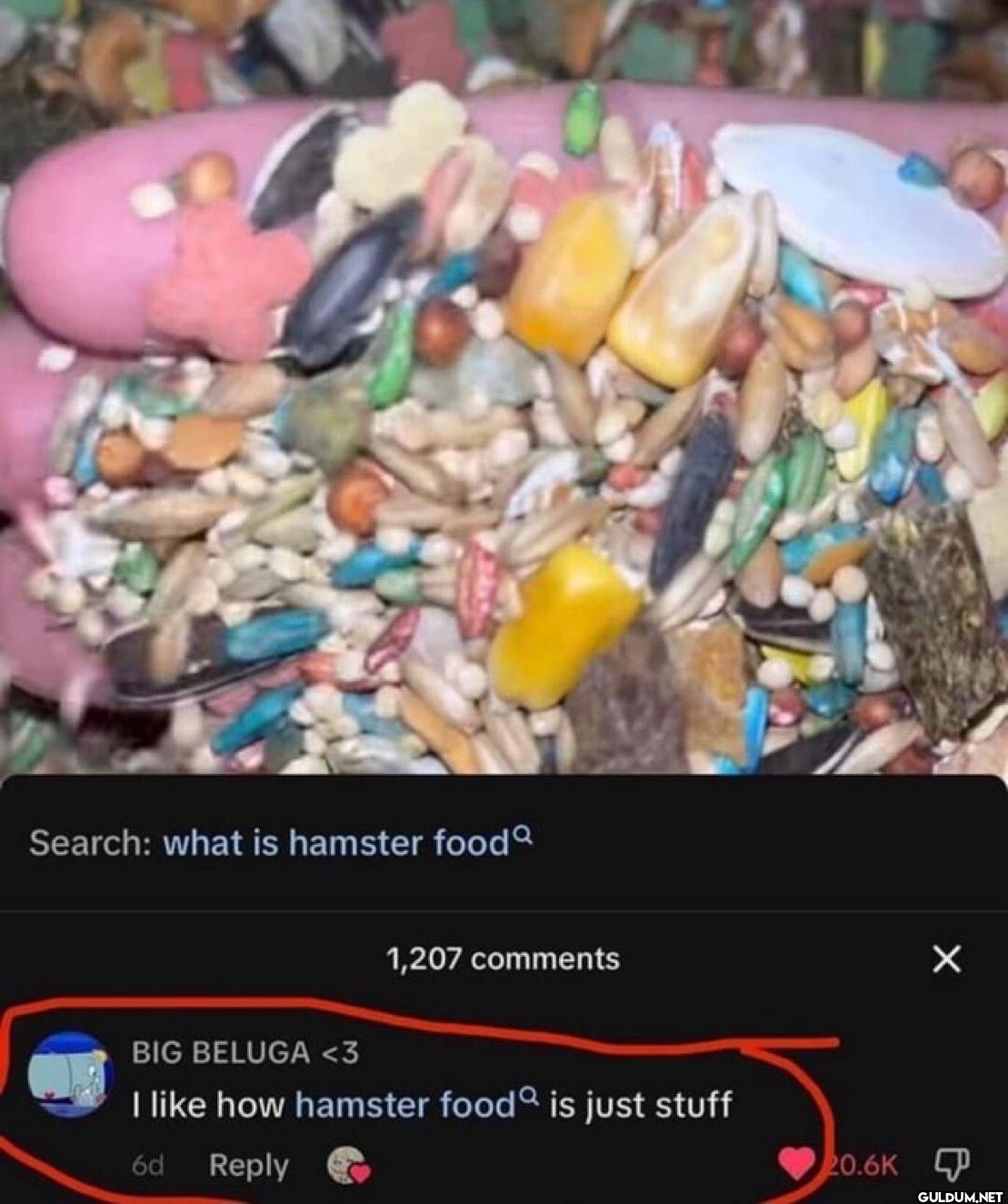 Search: what is hamster...