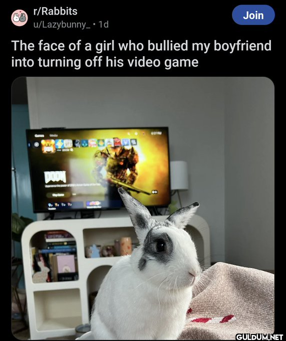r/Rabbits Join u/Lazybunny...