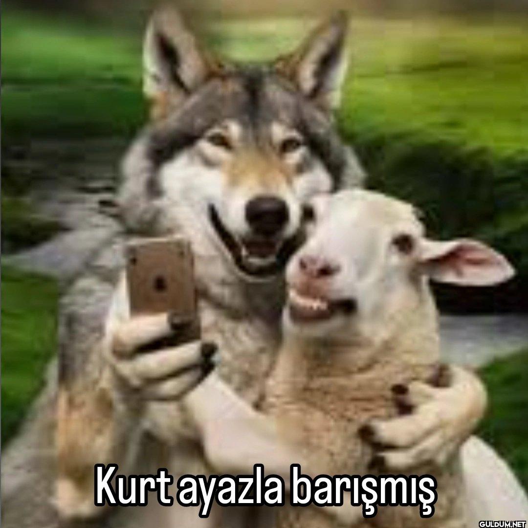 Kurt ayazla barışmış