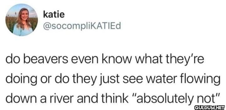 do beavers even know what...