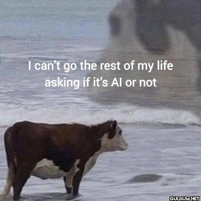 I can't go the rest of my...