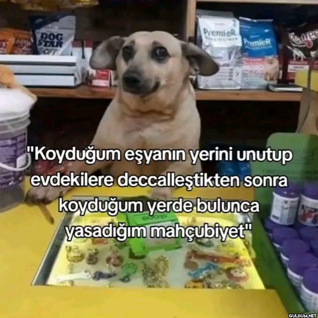 DOG O STAR SOFT PremieR...