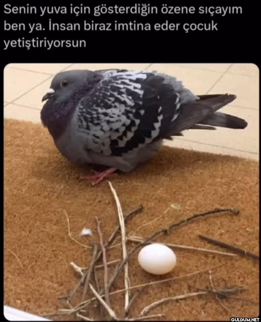 Senin yuva için...