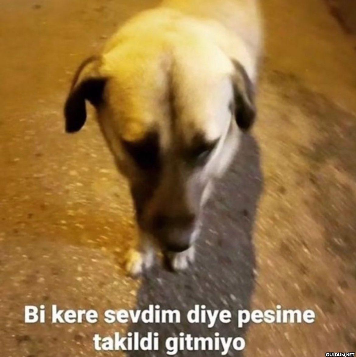 Bi kere sevdim diye pesime...