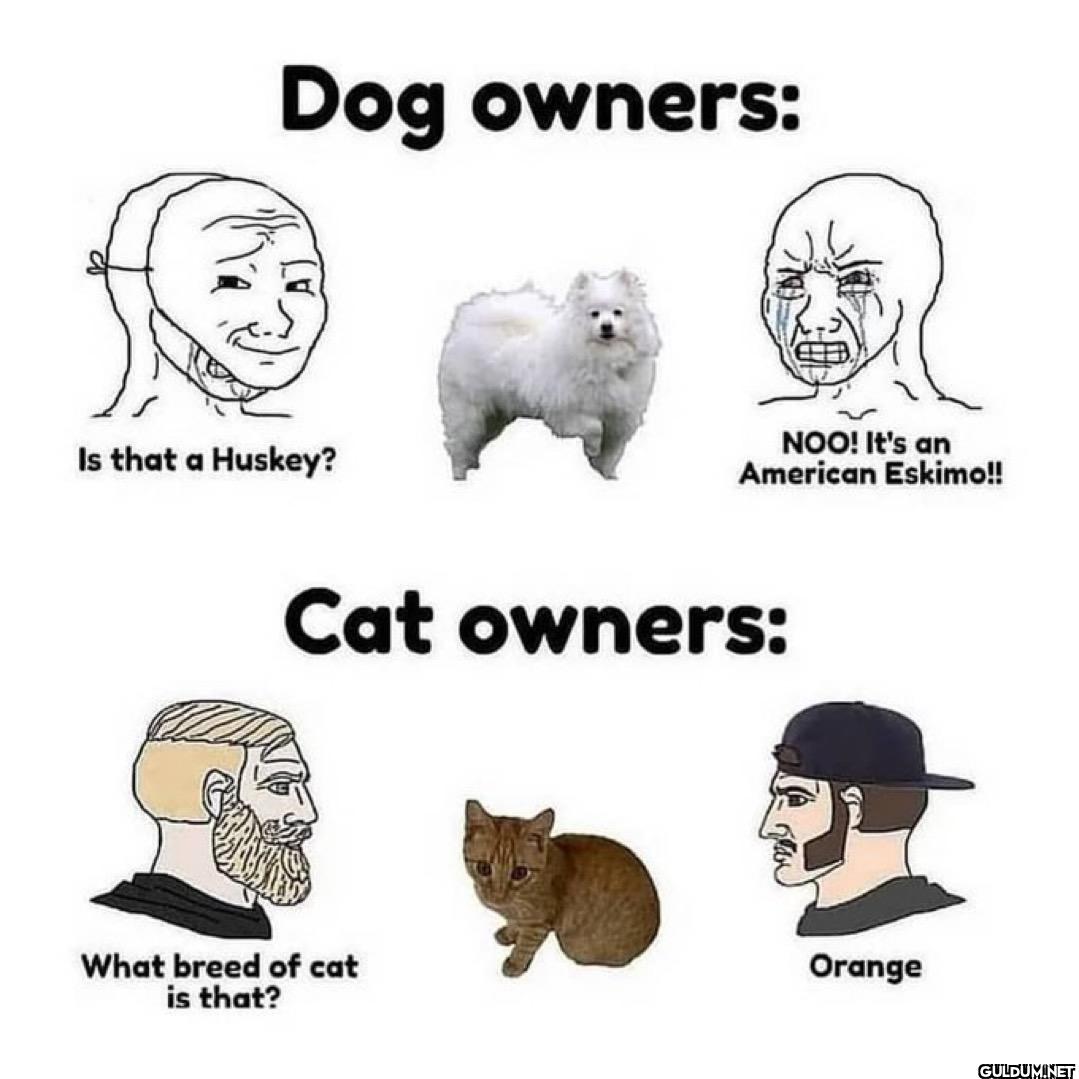 Dog owners: Is that a...
