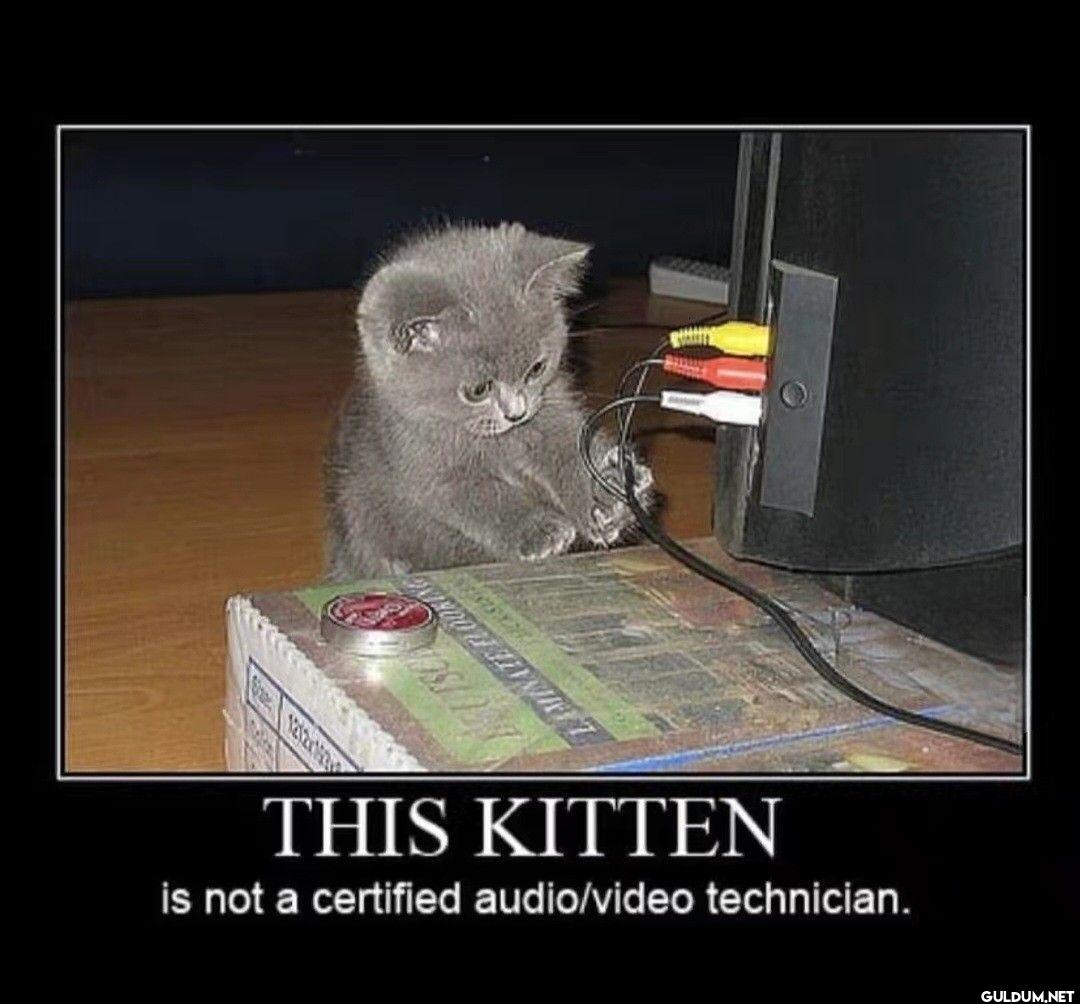 THIS KITTEN is not a...