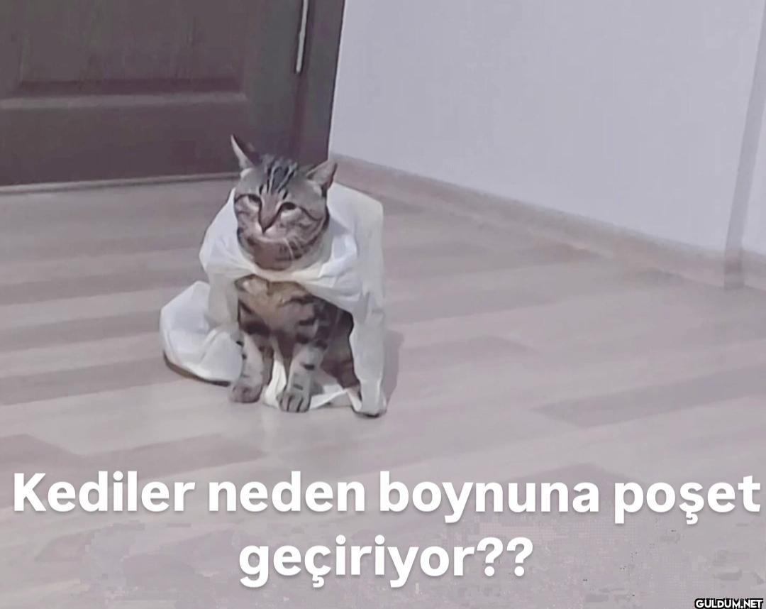 Kediler neden boynuna...