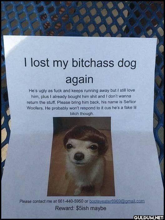 I lost my bitchass dog...