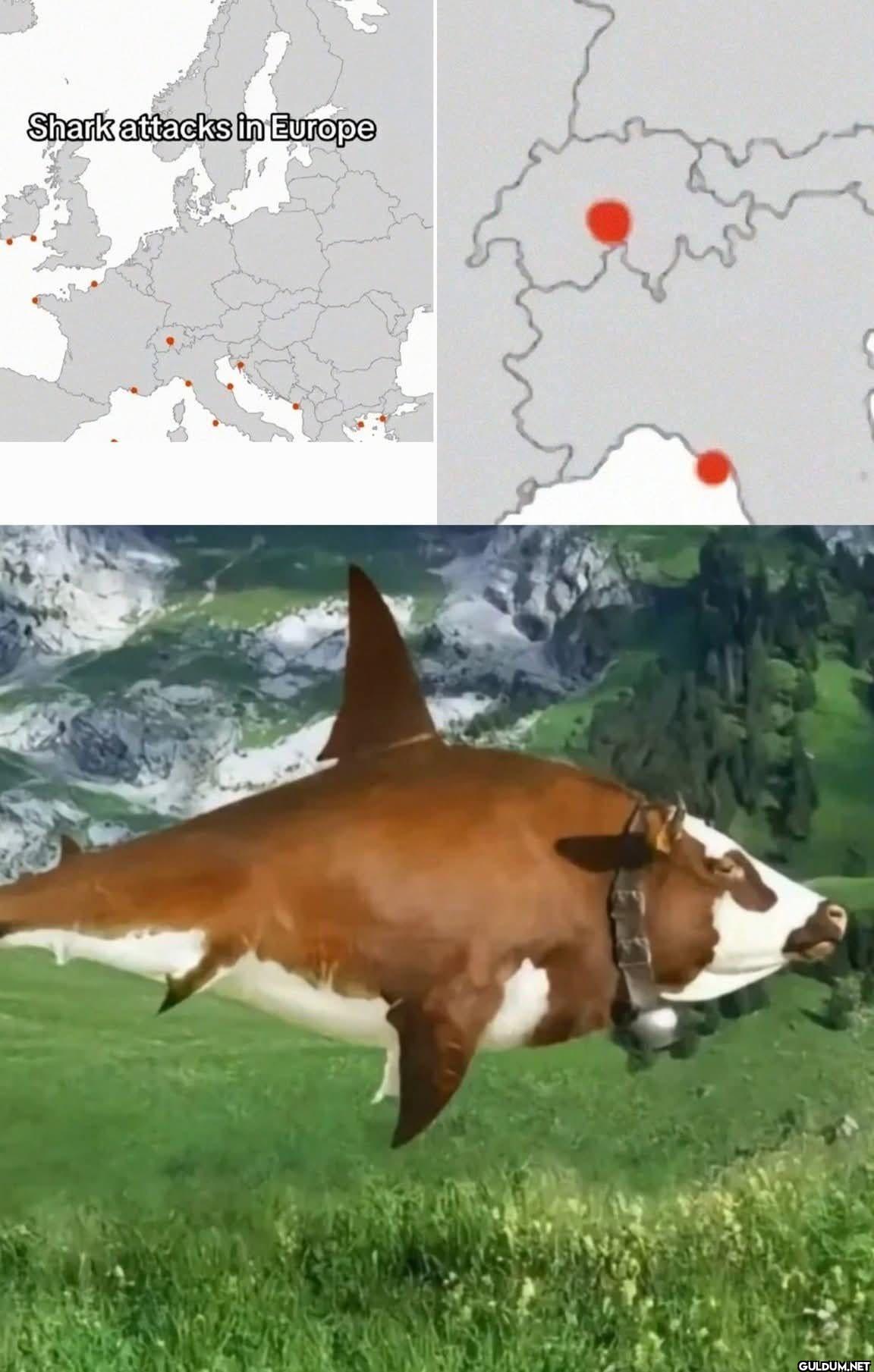 Shark attacks in Europe
