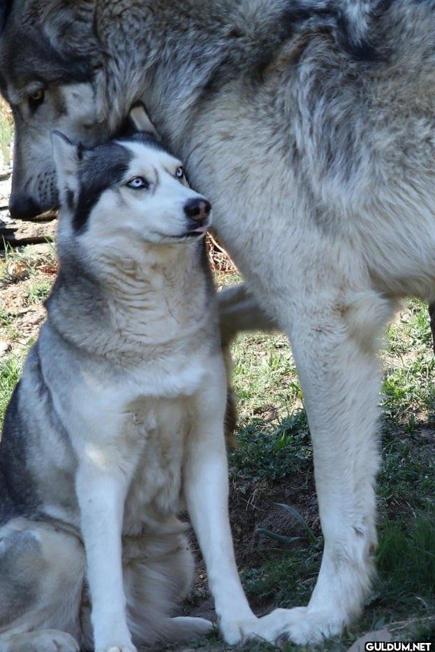 19. A Husky next to a Wolf.