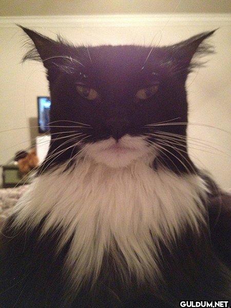 #TheBatman Batcat