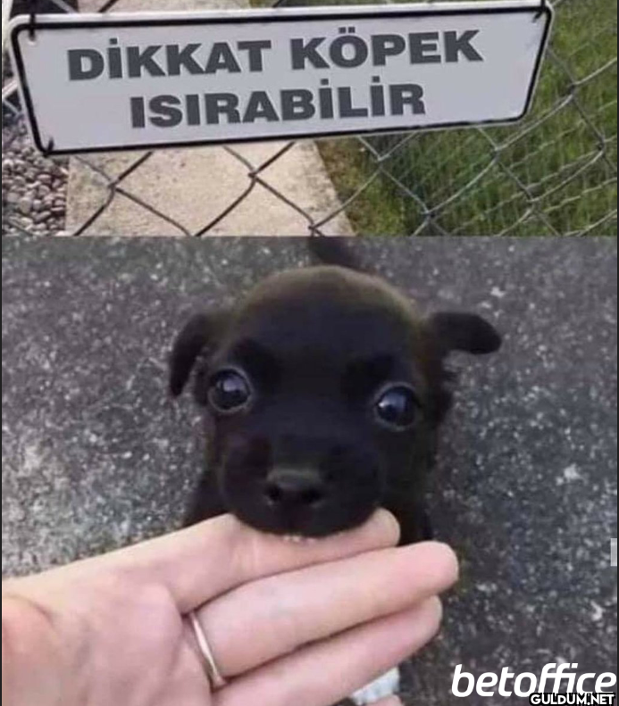 DİKKAT KÖPEK ISIRABİLİR betoffice