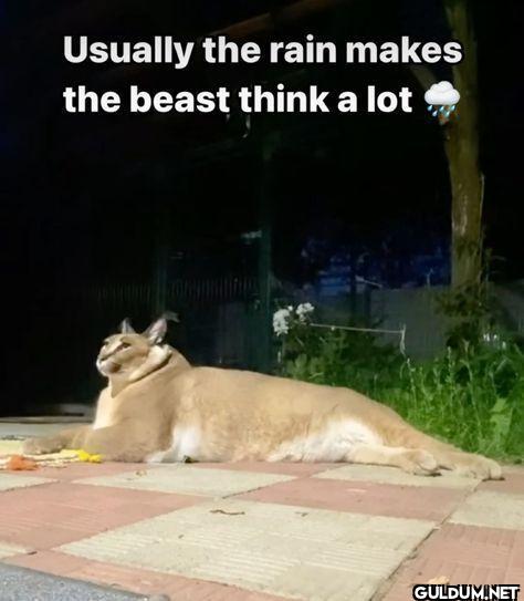 Usually the rain makes the...