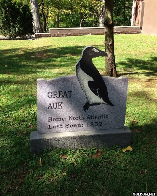 07. Great Auk last seen:...
