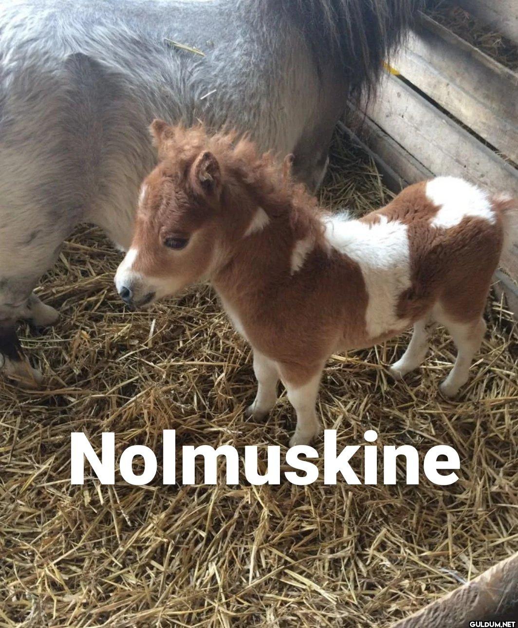 Nolmuskine