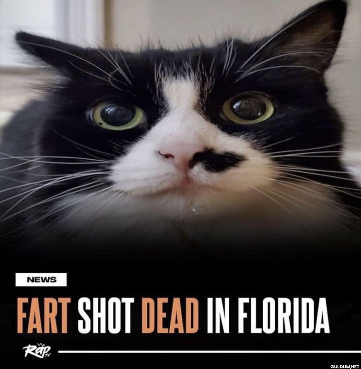 NEWS FART SHOT DEAD IN FLORIDA