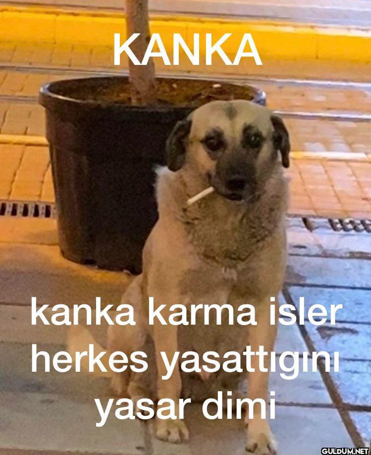 KANKA kanka karma isler...