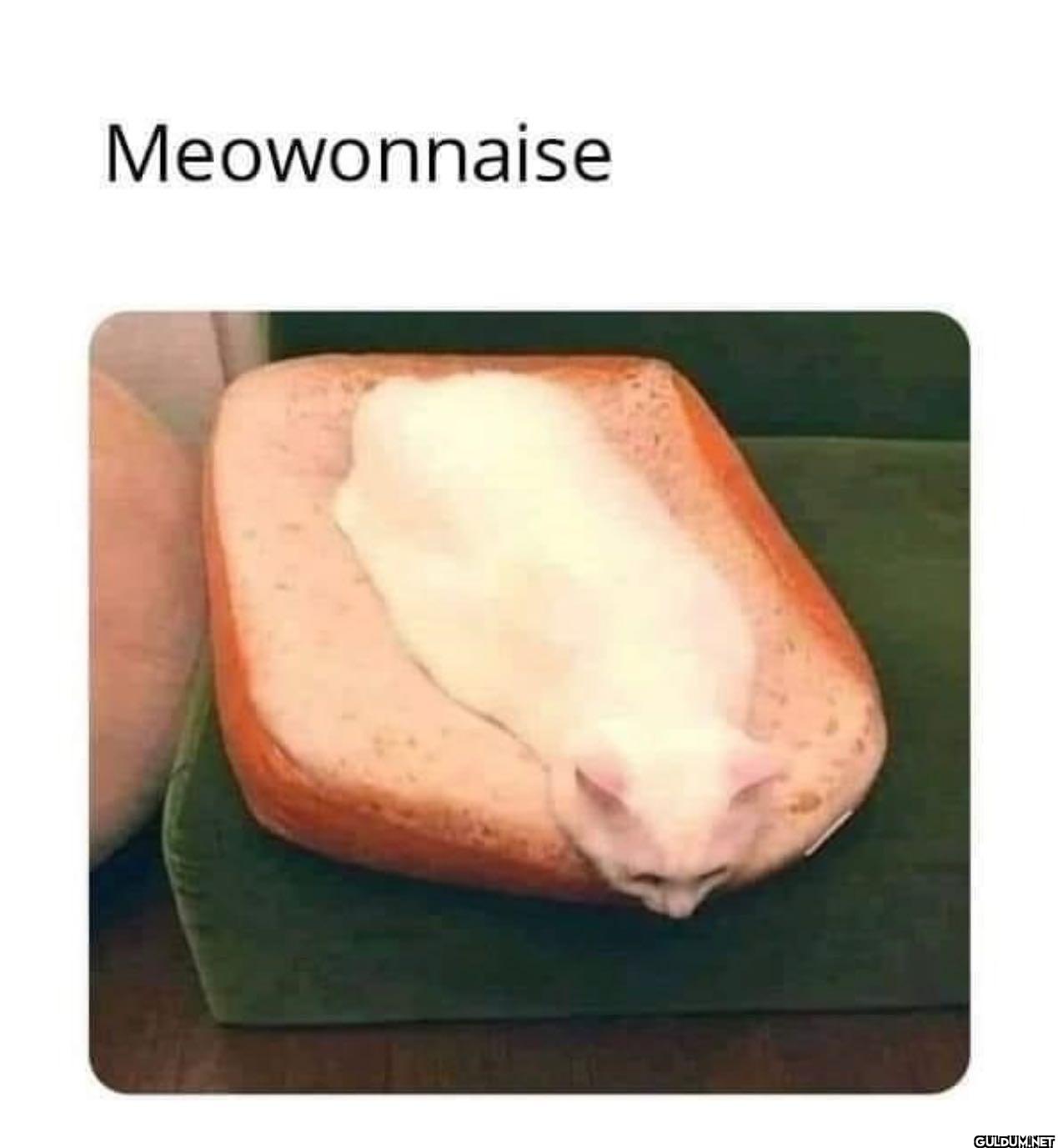 Meowonnaise    Meowonnaise