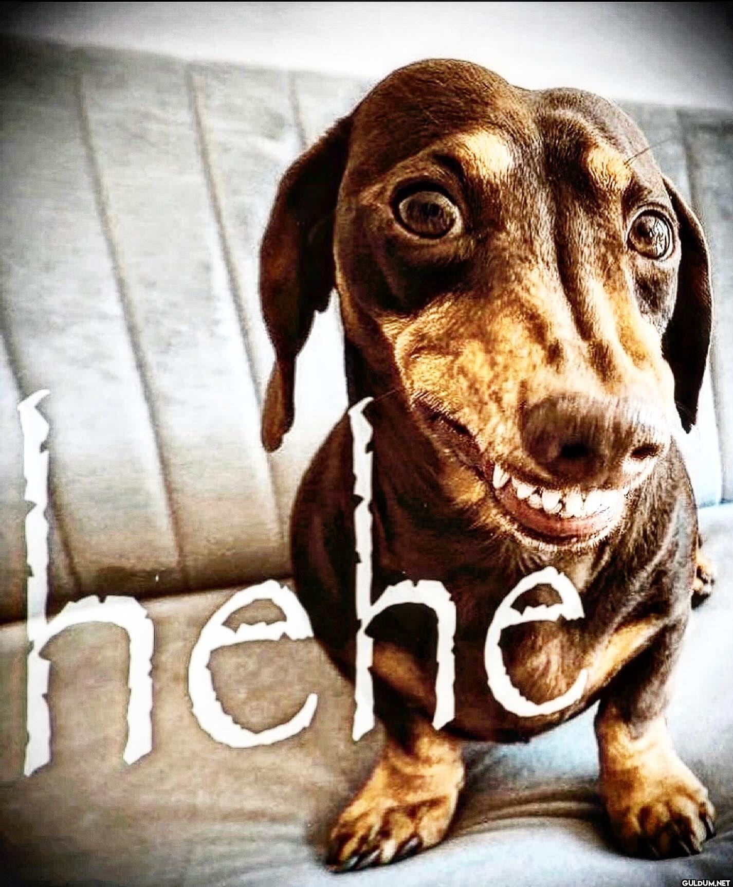 hehe