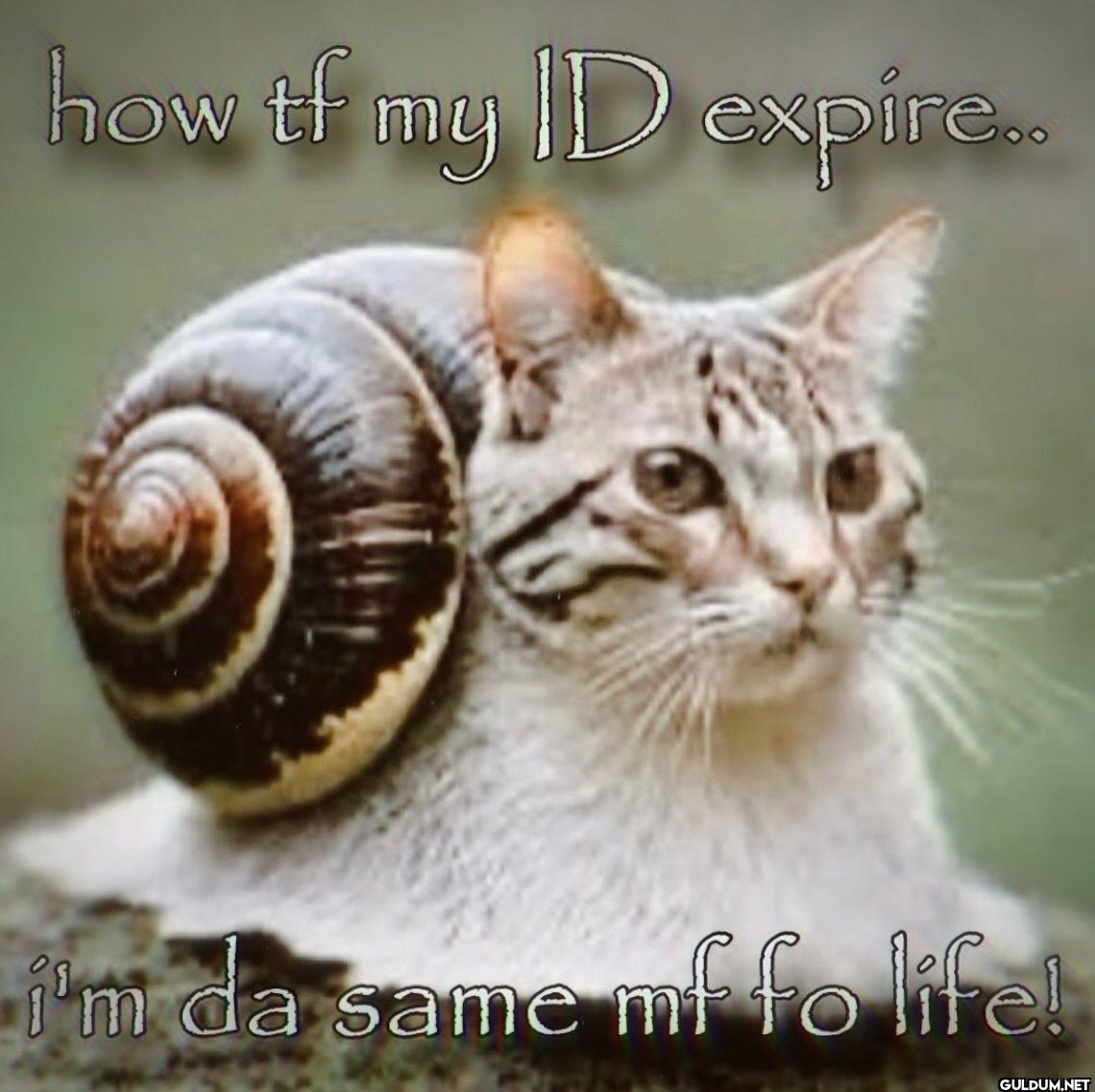 how tf my ID expire.. i'm...