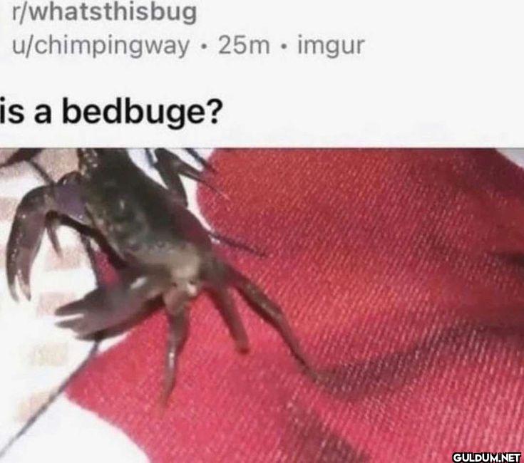 r/whatsthisbug...