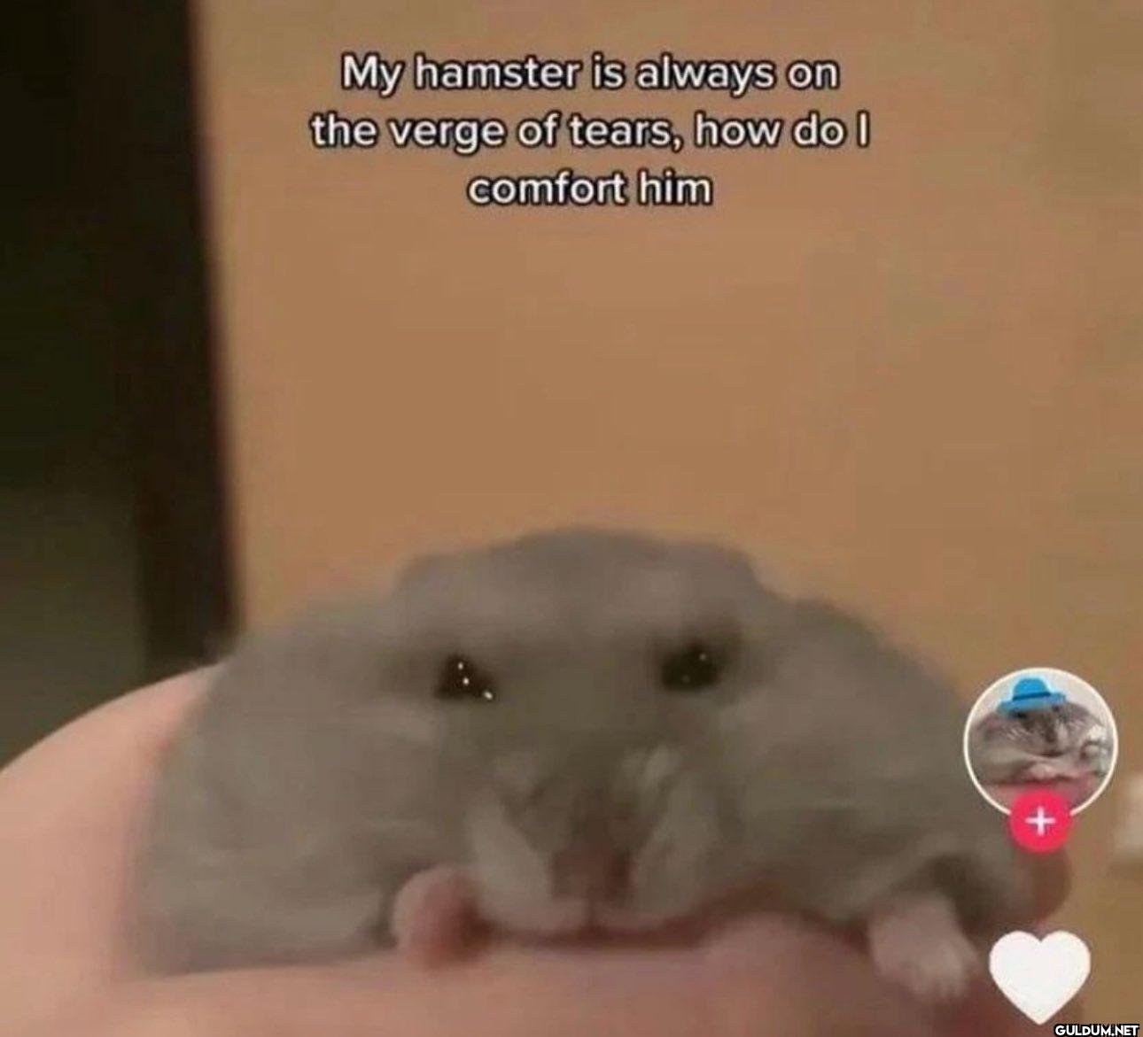 My hamster is always on...