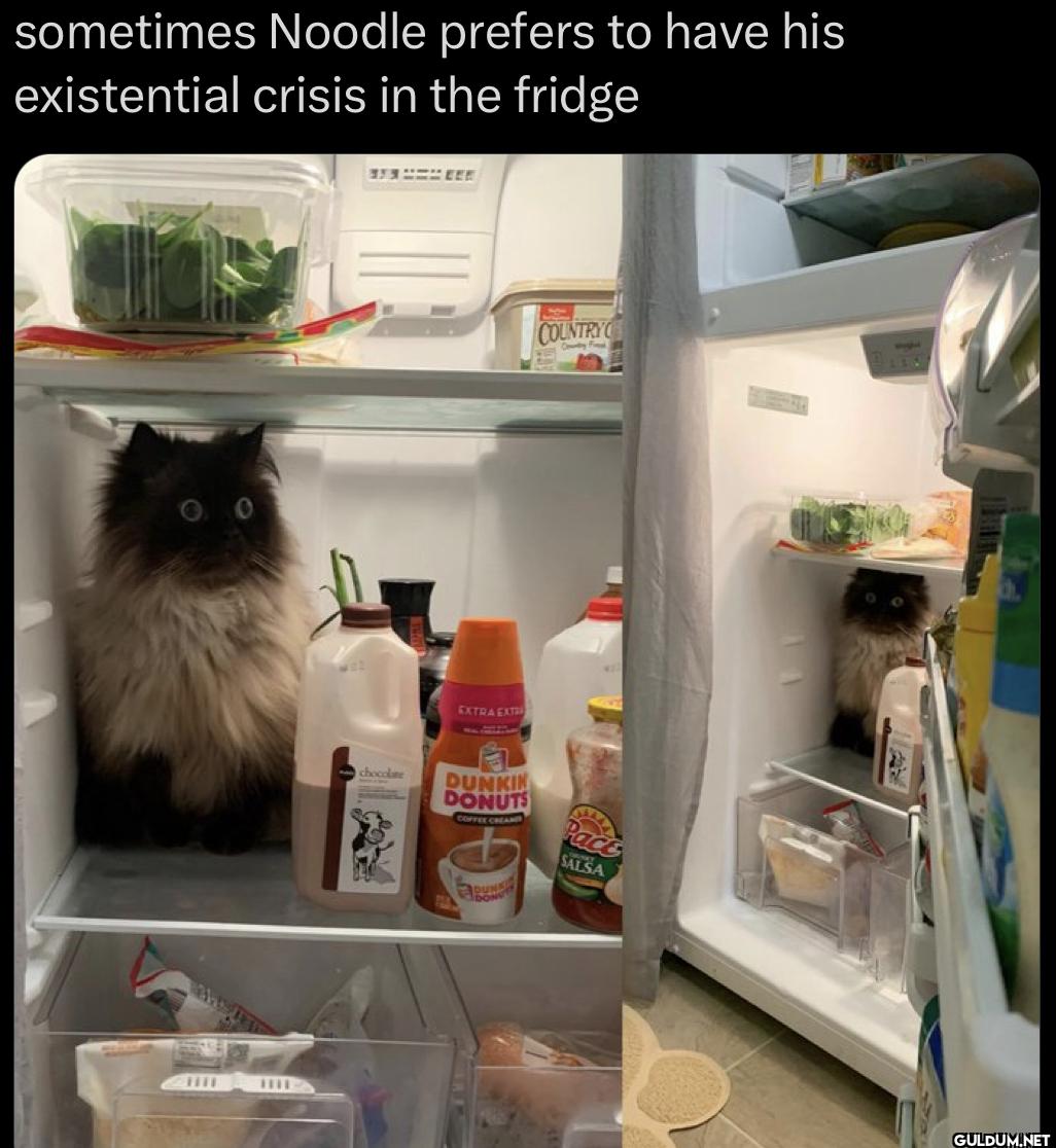 sometimes Noodle prefers...