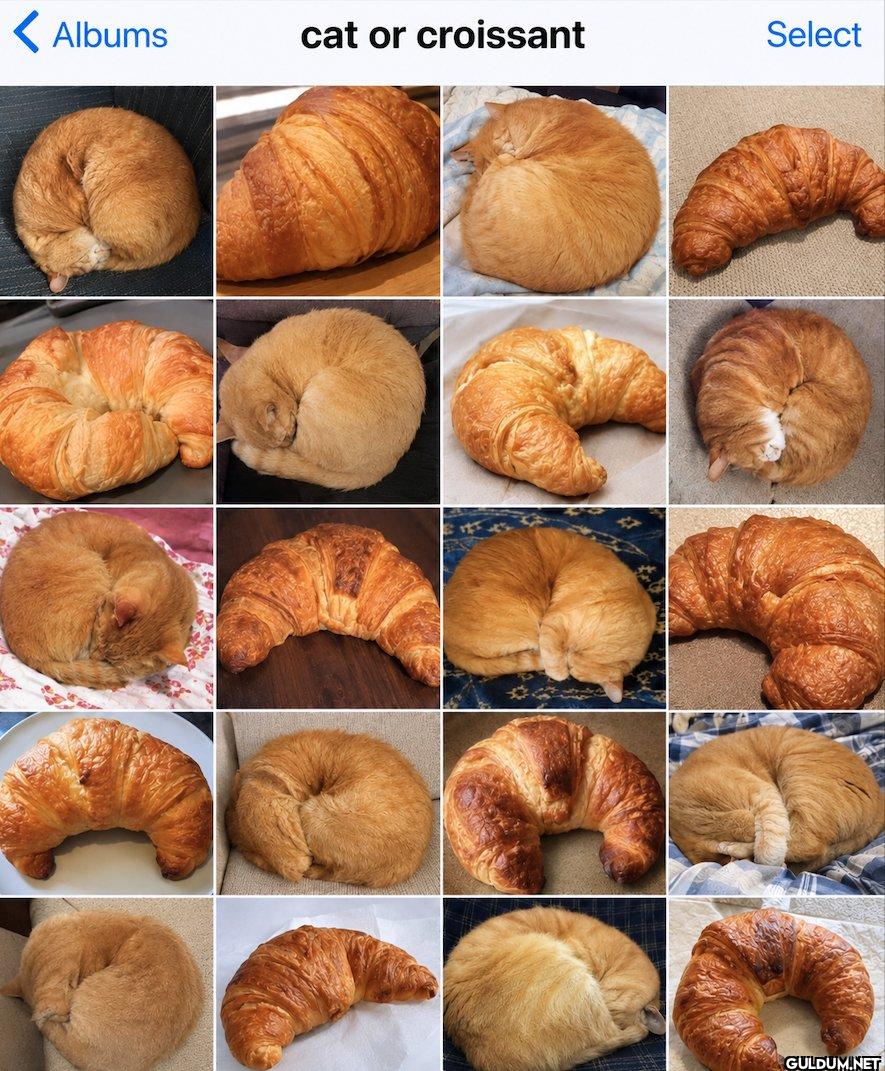 Albums cat or croissant Select