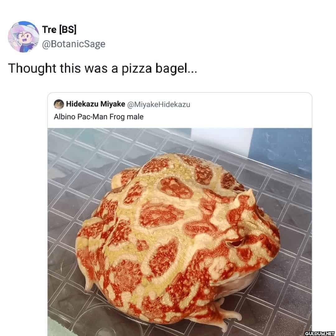 Thought this was a pizza...