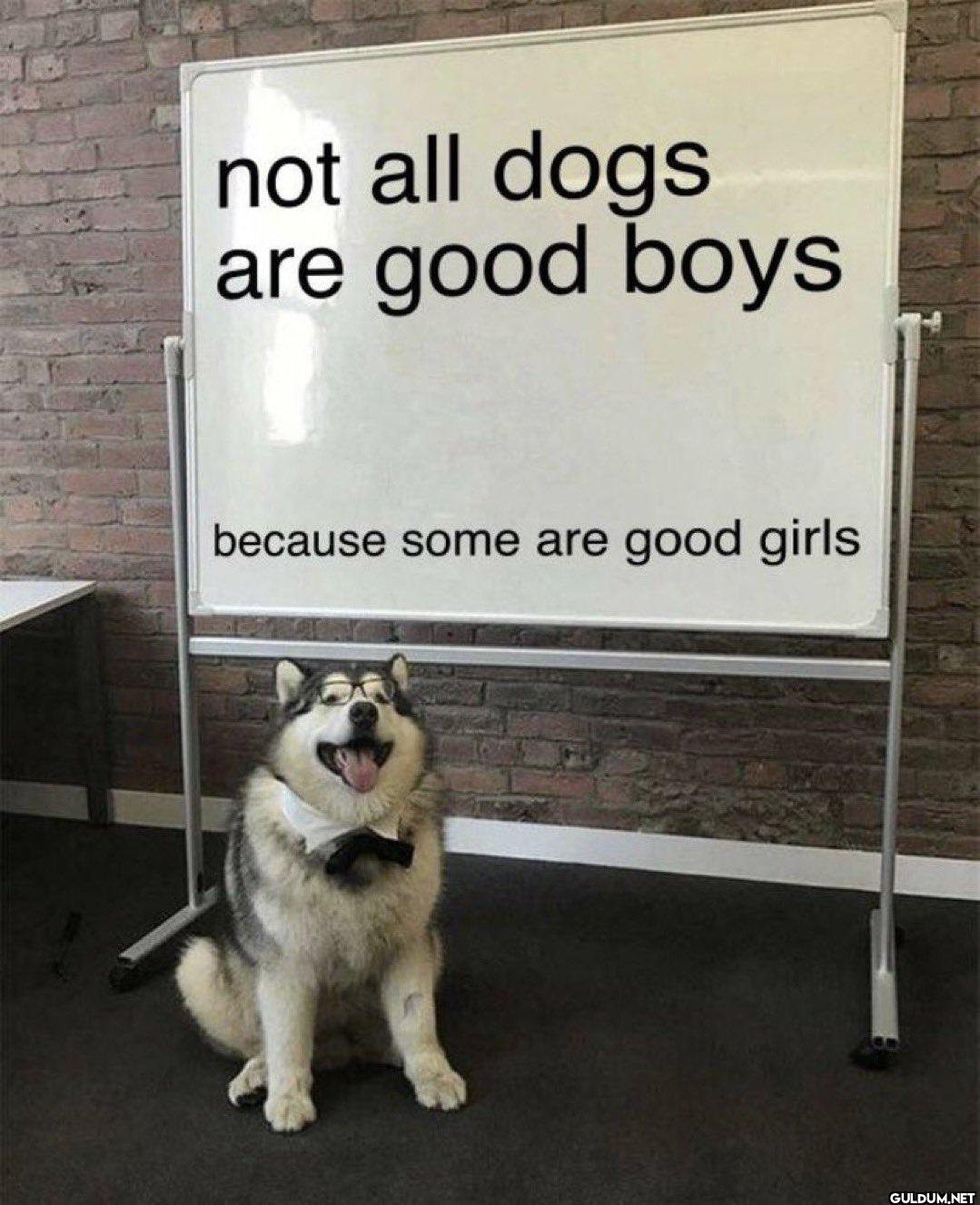 not all dogs are good boys...