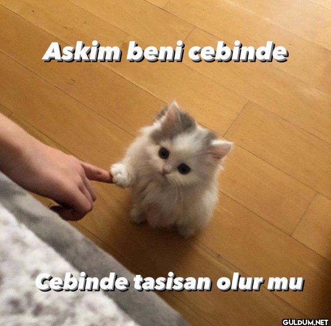 Askim beni cebinde cebinde...