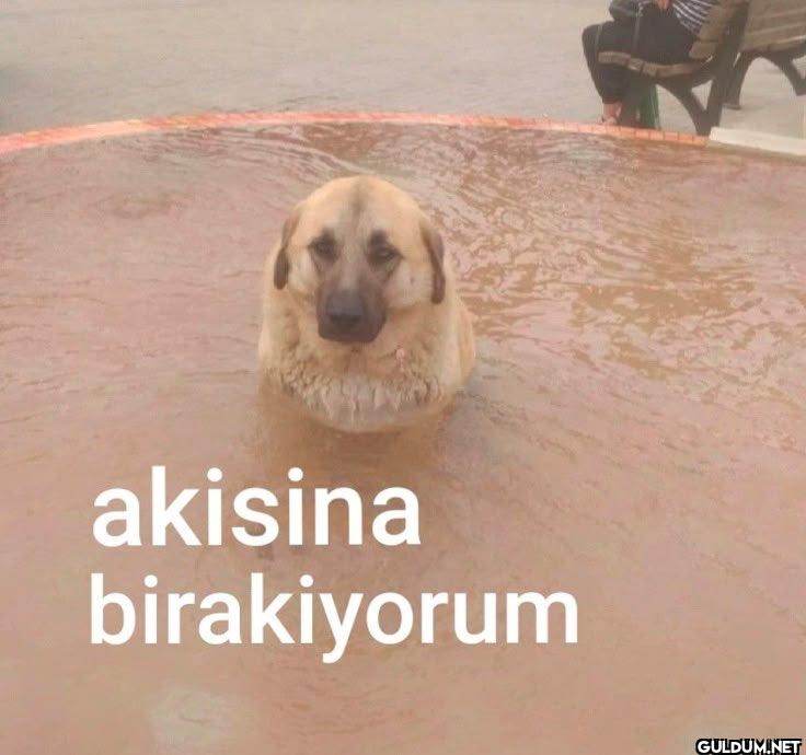 akisina birakiyorum