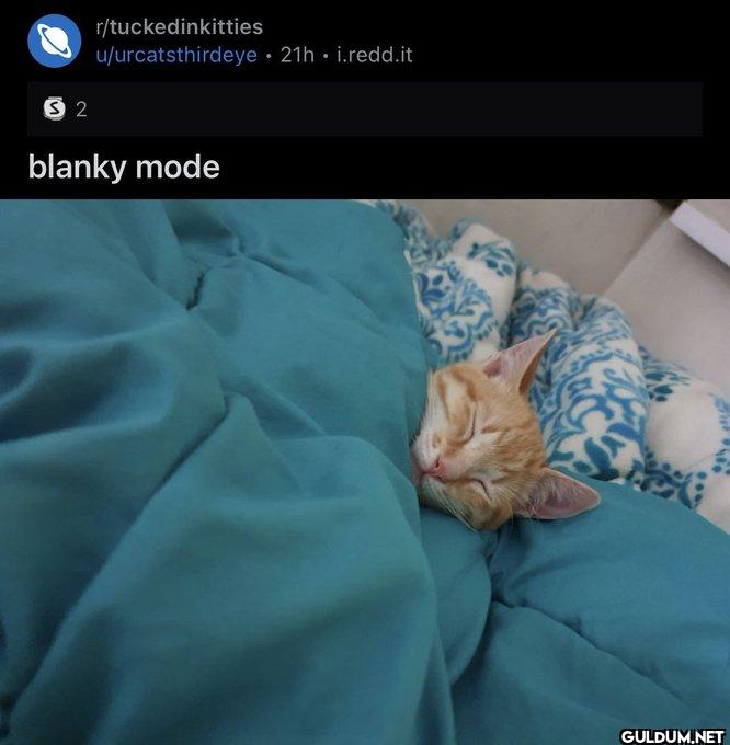 $2 r/tuckedinkitties...