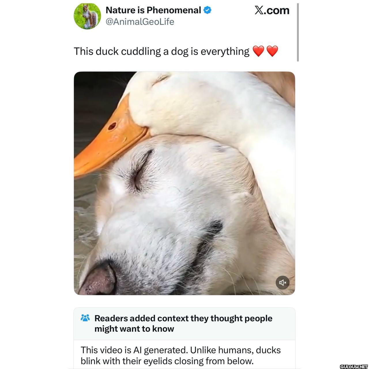 This duck cuddling a dog...