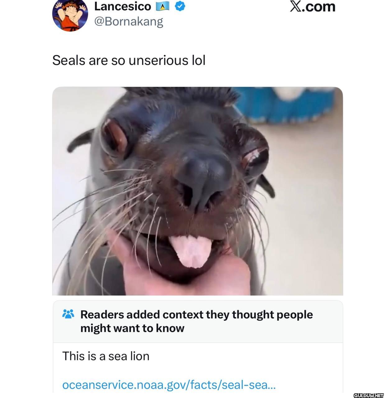 Seals are so unserious lol...