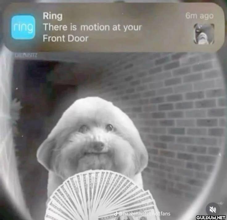 Ring There is motion at...