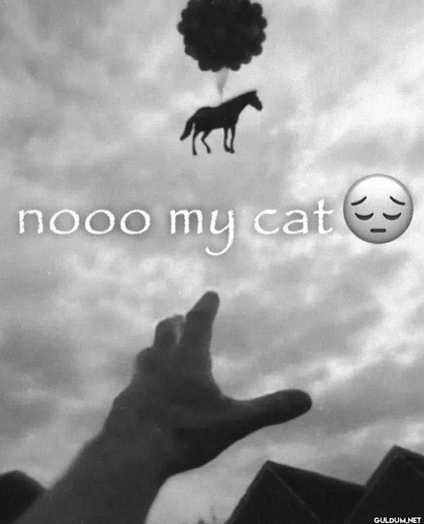 nooo my cat