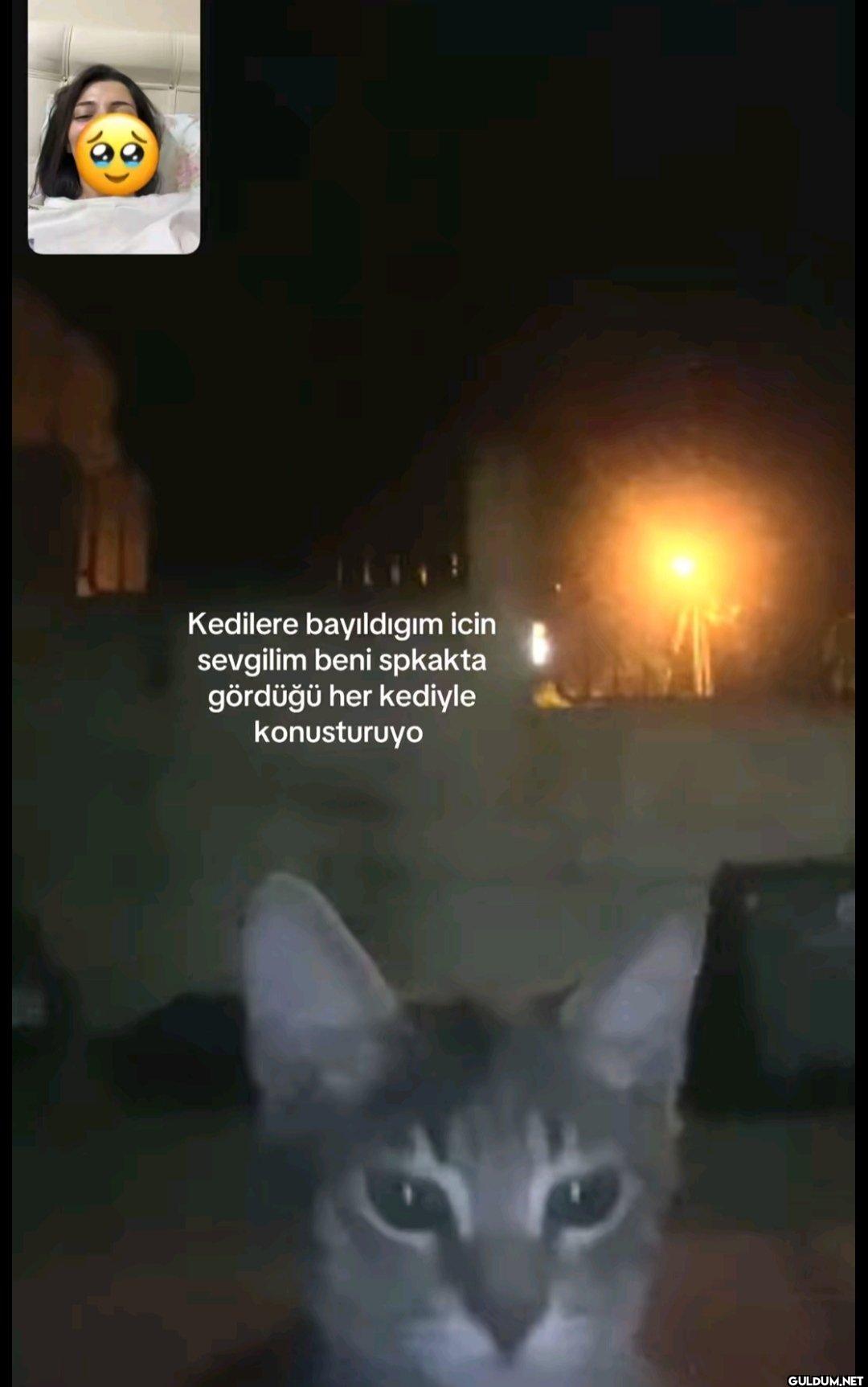Kedilere bayıldıgım icin...
