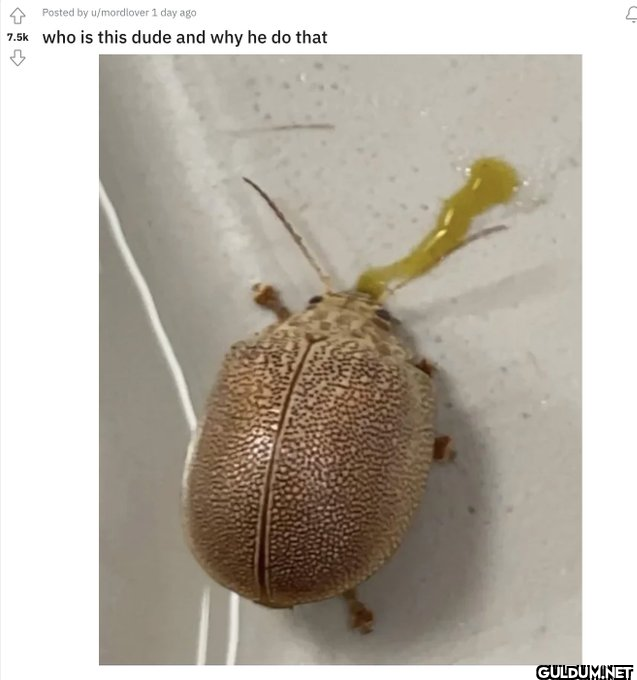 Posted by u/mordlover 1...